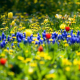 spring, flowers, beautiful, nature, tulips wallpaper