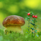 greens, berry, mushroom, nature wallpaper