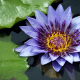 water lily, nymphaea, pond, flowers, nature, nymphaea odorata wallpaper