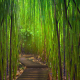 bamboo, Japanese Garden, garden wallpaper