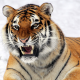 tiger, teeth, animals, wild cat wallpaper