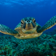 kemps ridley sea turtle, underwater, sea turtle, turtle, animals, atlantic ridley sea turtle wallpaper