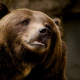 bera, brown bear, animals wallpaper