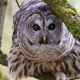 motley owl, branches, owl, bird, animals wallpaper