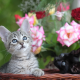 kitten, cars, animals, flowers, roses wallpaper