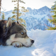 husky, dog, winter, mountains, snow, animals, nature wallpaper