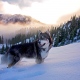 husky, dog, forest, nature, fog, winter, mountains, snow, animals wallpaper