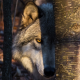 wolf, animals, predator, tree, trunk, look wallpaper