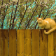 cat, red, fence, flowers, bloom, spring, animals wallpaper