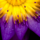 purple, water drops, lilies, flowers wallpaper