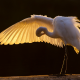 great egret, bird, animals, wings, great white heron, heron wallpaper