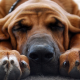 bloodhound, dog, photo, dream, sleeping, animals wallpaper