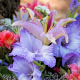 flowers, gladiolus, bouquet, lily, iris, lilies wallpaper