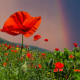 summer, field, flowers, poppies, sky, rainbow, nature wallpaper