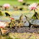pond, water, flowers, water lilies, duckweed, turtle, dragonfly, stone, nature, animals wallpaper