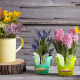 watering can, daffodil, hyacinth, muscari, crocuses, spring, bucket, flowers, nature wallpaper