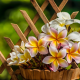 pot, plumeria, frangipani, flowers, nature wallpaper