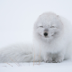 arctic fox, winter, snow, cold, animals wallpaper