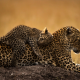 animals, predators, leopard, cub, tenderness wallpaper