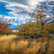 grass, tree, mountains, sky, patagonia, chile, nature wallpaper