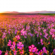 wild flowers, nature, field, sunrise, pink flowers wallpaper
