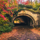park, tree, leaves, autumn, nature, prospect park, brooklyn, new york wallpaper