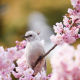 bird, branch, flowering, spring, sakura, flowers, nature wallpaper