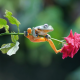 flower, rose, stem, frog, animals wallpaper