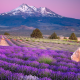 utah, farm, landscape, nature, flowers, mountains, snow, lavender wallpaper