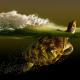 3d graphics, water, animals, turtle wallpaper