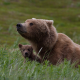 animals, bear, bear cub, cub, grass wallpaper