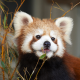 red panda, panda, animals wallpaper