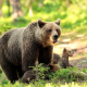 animals, cub, bear, bear cub, brown bear wallpaper
