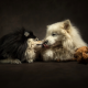 animals, dogs, couple, tenderness, affection, kiss wallpaper