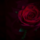 flowers, bud, rose, red rose wallpaper