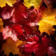 autumn, leaves, water drops, maple leaf, nature wallpaper