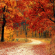 autumn, tree, leaf, leaf fall, forest, leaves, nature wallpaper