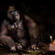 monkey, gorilla, cake, birthday, animals wallpaper