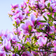 magnolia, bushes, flowers, pink, petals, leaves, nature wallpaper