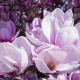 magnolia, flowers, pink, petals, nature wallpaper