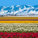 tasmania, australia, mountains, fields, tulips, nature, flowers wallpaper