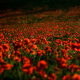 poppies, field, red flowers, flowers, nature, poppy wallpaper