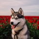 siberian husky, husky, dog, tulips, flowers, nature, animals wallpaper