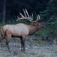 elk, animals, horns wallpaper