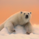 animals, bear, snow, ice, winter, sunset, polar bear wallpaper