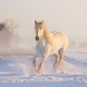 horse, snow, leap, winter, snow dust, animals wallpaper