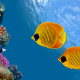 costa rica, tropical fish, fish, underwater, coral reef, animals wallpaper