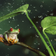 nature, animals, frog, drop, leaves, rain, macro, jungle, amphibian wallpaper