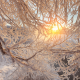 nature, branches, snow, winter, sun, frost wallpaper