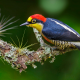 woodpecker, branch, bird, animals, brazil, yellow fronted woodpecker wallpaper